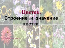 Цветок. Строение и значение цветка