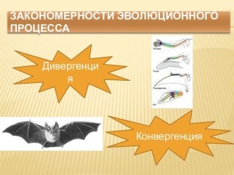 Закономерности эволюционного процесса