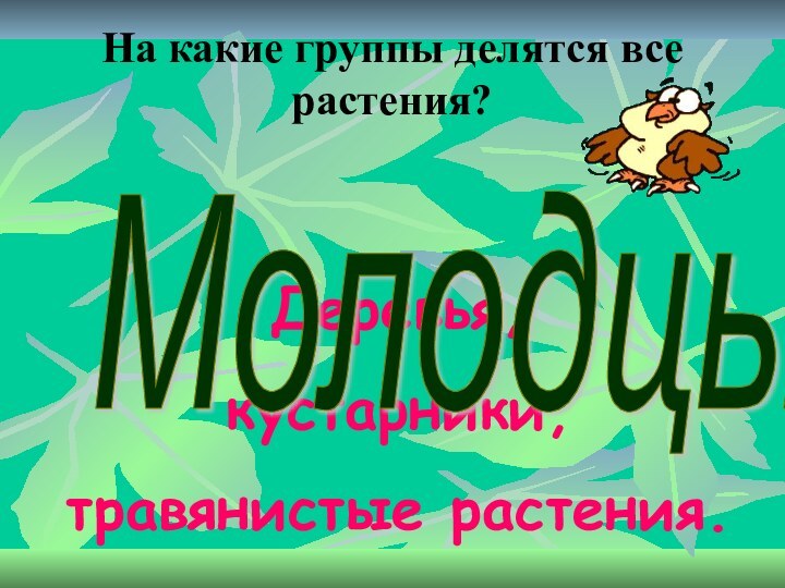 На какие группы делятся все растения?Деревья,кустарники,травянистые растения.Молодцы!