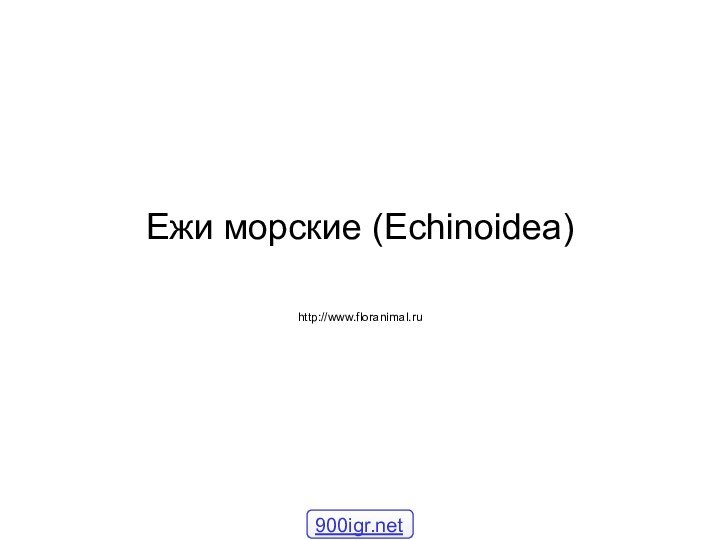 Ежи морские (Echinoidea)http://www.floranimal.ru