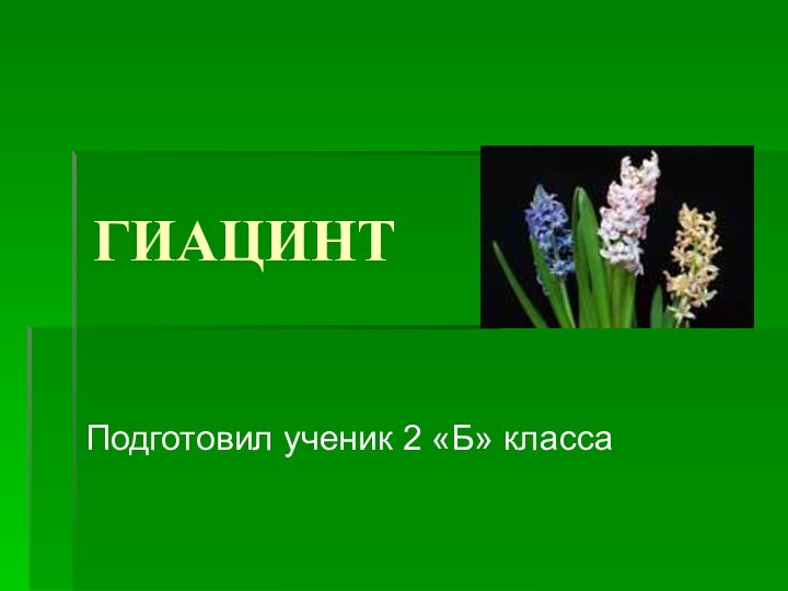 ГИАЦИНТПодготовил ученик 2 «Б» класса