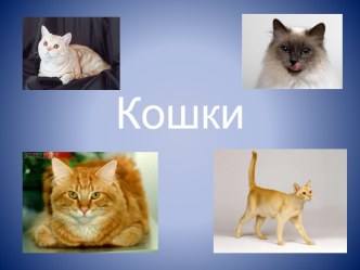 Кошки