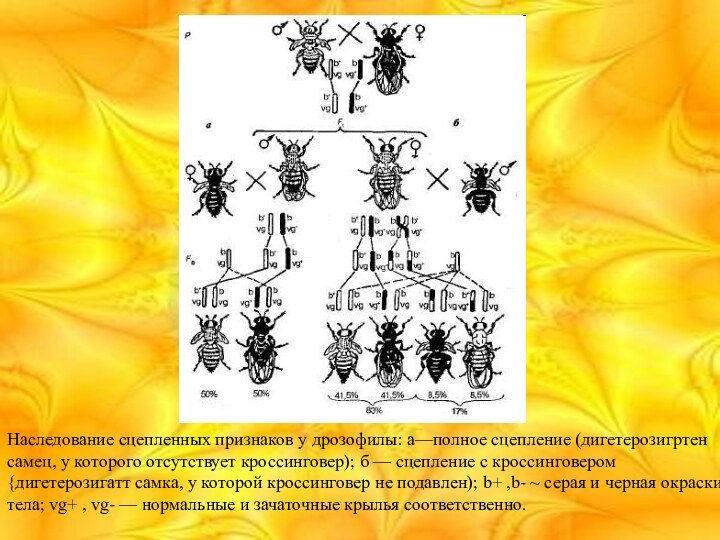 Наследование сцепленных признаков у дрозофилы: а—полное сцепление (дигетерозигртен самец, у которого отсутствует