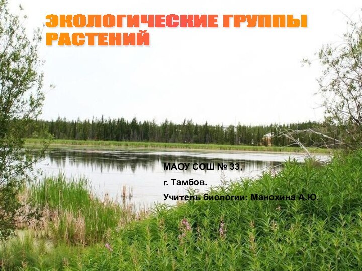 ЭКОЛОГИЧЕСКИЕ ГРУППЫ  РАСТЕНИЙ МАОУ СОШ № 33,г. Тамбов.Учитель биологии: Манохина А.Ю.