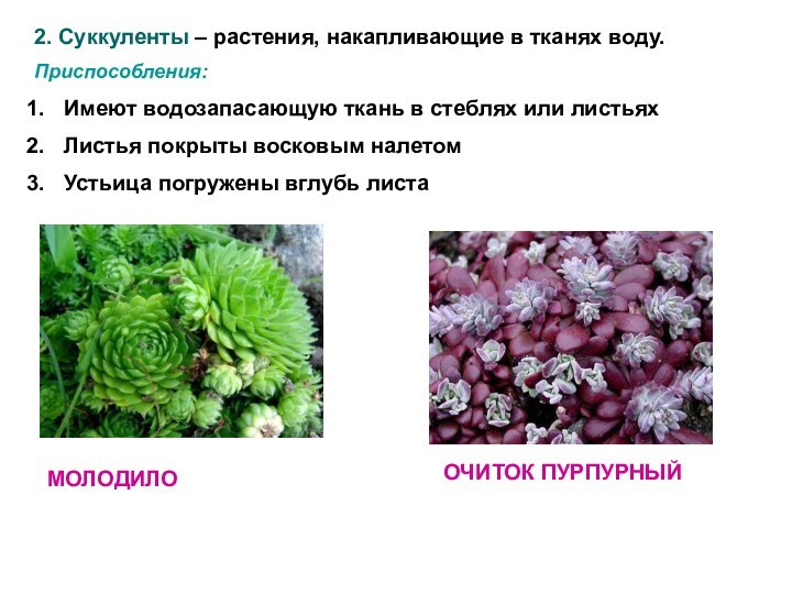 2. Суккуленты – растения, накапливающие в тканях воду.Приспособления:Имеют водозапасающую ткань в стеблях