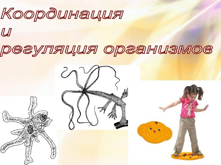 Координация  и  регуляция организмов