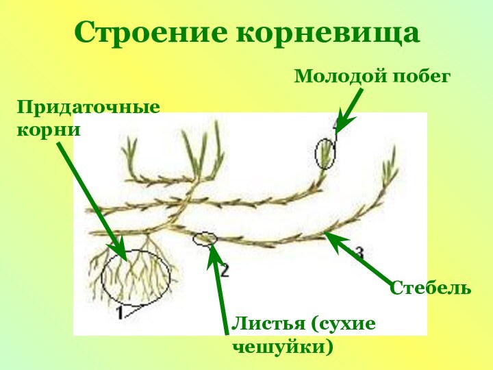 Строение корневищаМолодой побегПридаточные корниЛистья (сухие чешуйки)Стебель