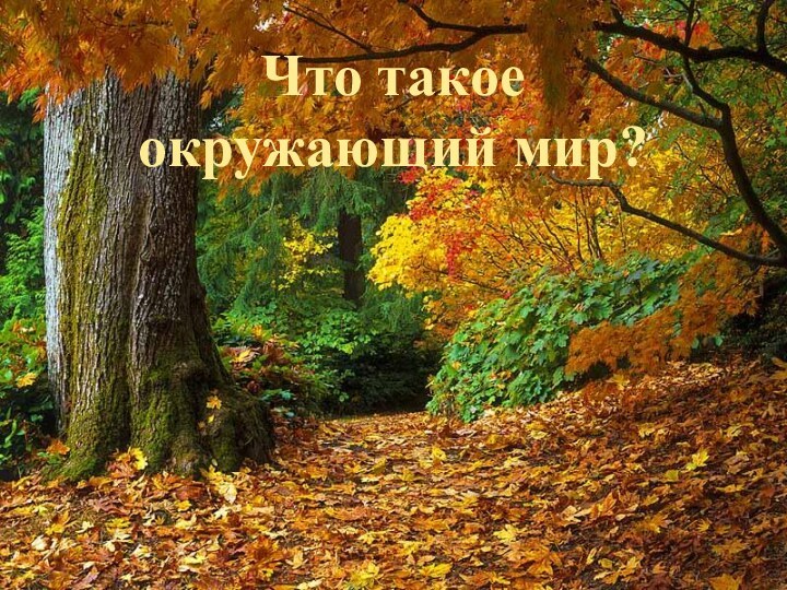 Что такое  окружающий мир?