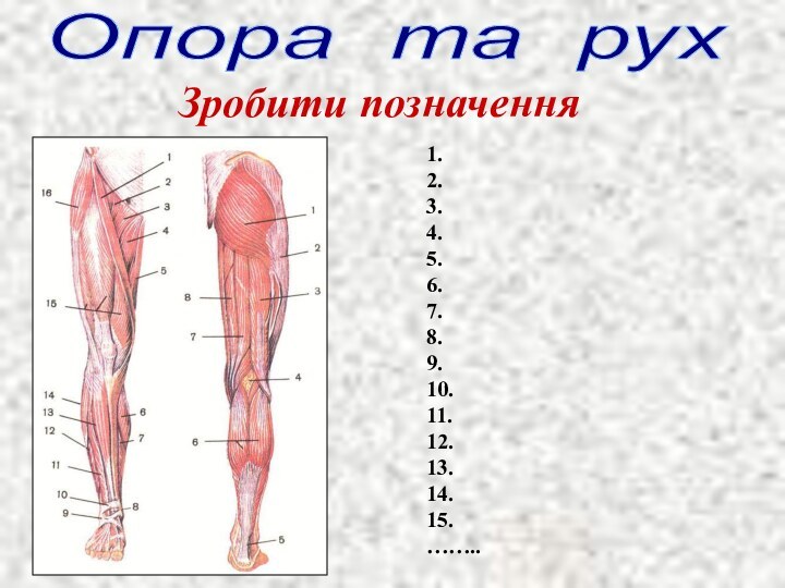 Опора та рухЗробити позначення1.2.3.4.5.6.7.8.9.10.11.12.13.14.15.……..