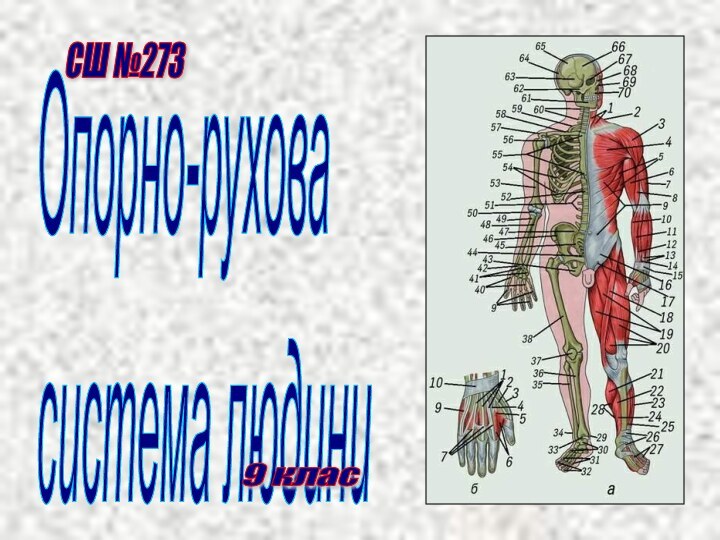 Опорно-рухова  система людиниСШ №273  9 клас