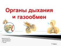 Органы дыхания и газообмен