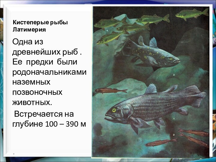 Кистеперые рыбы ЛатимерияОдна из древнейших рыб . Ее предки были родоначальниками наземных