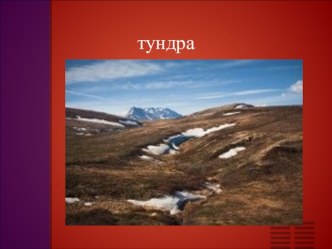 тундра