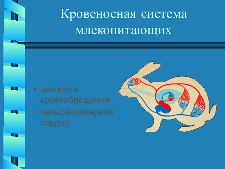 Кровеносная система млекопитающихдва круга кровообращения четырёхкамерное сердце