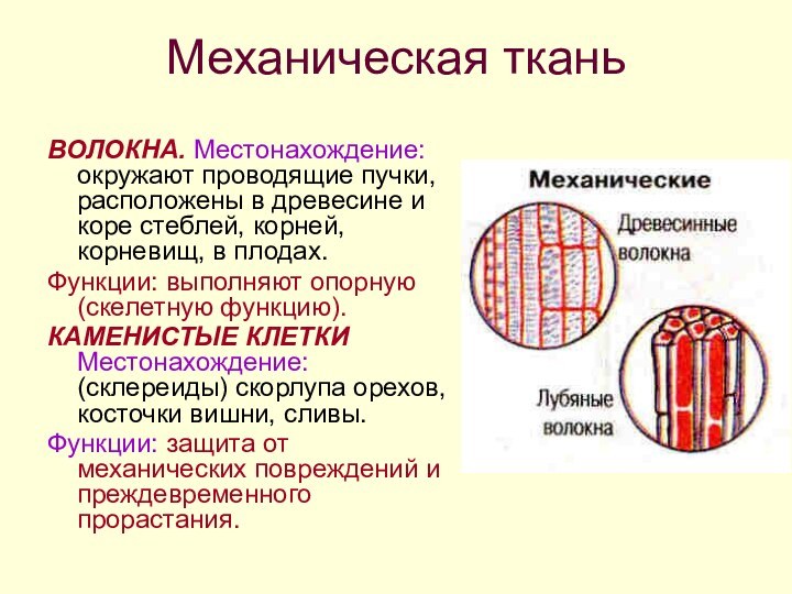 Механическая тканьВОЛОКНА. Местонахождение: окружают проводящие пучки, расположены в древесине и коре стеблей,