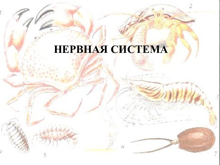 НЕРВНАЯ СИСТЕМА