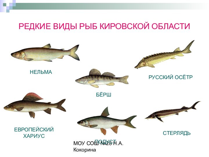 МОУ СОШ №28 Н.А.КокоринаРЕДКИЕ ВИДЫ РЫБ КИРОВСКОЙ ОБЛАСТИНЕЛЬМАРУССКИЙ ОСЁТРЕВРОПЕЙСКИЙ ХАРИУСБЁРШСТЕРЛЯДЬПОДУСТ