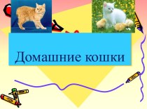 Домашние кошки