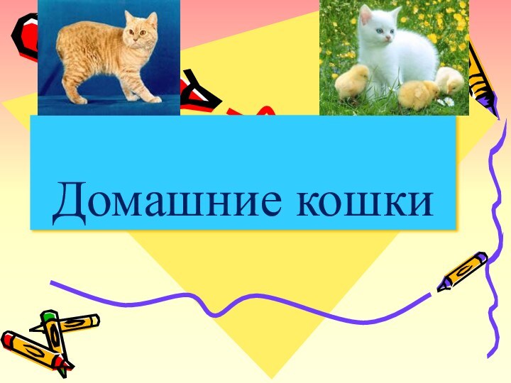 Домашние кошки