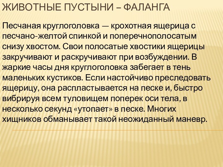 Животные пустыни – фалангаПесчаная круглоголовка — крохотная ящерица с песчано-желтой спинкой и