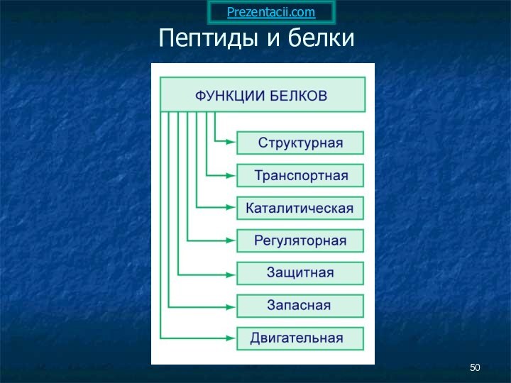 Пептиды и белки Prezentacii.com