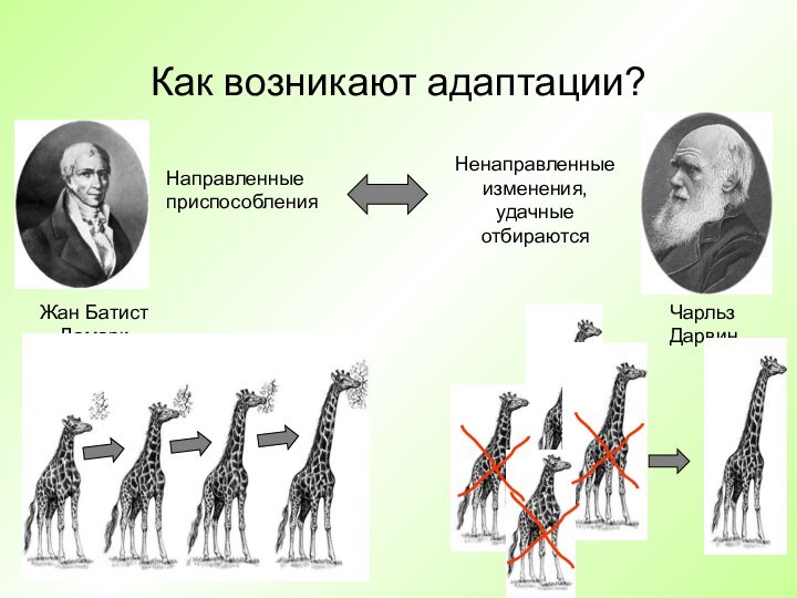 Как возникают адаптации?Жан БатистЛамаркЧарльз ДарвинНаправленныеприспособленияНенаправленныеизменения, удачные отбираются