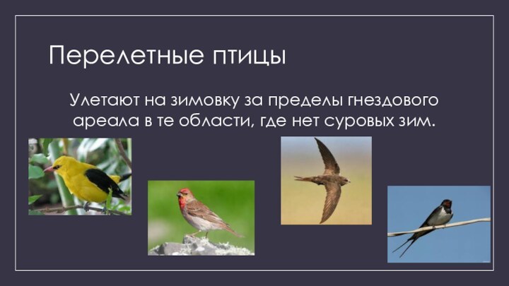 Перелетные птицыУлетают на зимовку за пределы гнездового ареала в те области, где нет суровых зим.