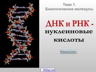 Строение ДНК и РНК