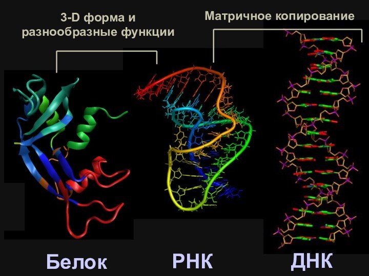 РНКДНКБелок3-D форма и разнообразные функцииМатричное копирование