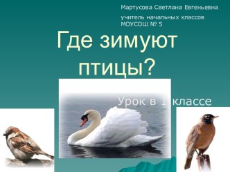 Где зимуют птицы?