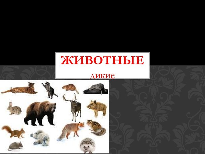 дикиеживотные