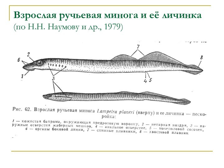 Взрослая ручьевая минога и её личинка (по Н.Н. Наумову и др., 1979)