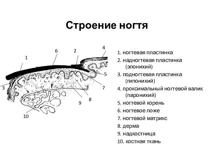 Строение ногтя1. ногтевая пластинка2. надногтевая пластинка (эпонихий)3. подногтевая пластинка (гипонихий)4. проксимальный ногтевой