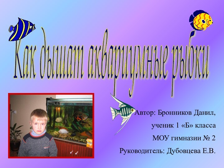 Как дышат аквариумные рыбки Автор: Бронников Данил,ученик 1 «Б» класса МОУ гимназии