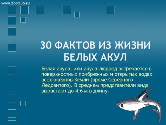 30 интересных фактов из жизни белых акул