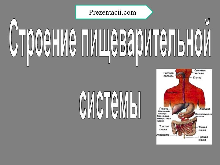 Строение пищеварительнойсистемыPrezentacii.com