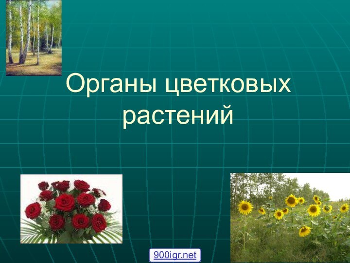 Органы цветковых растений