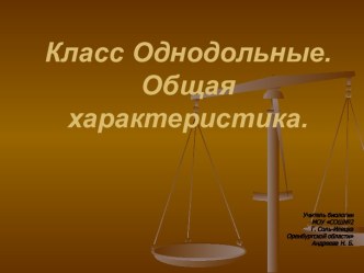 Класс Однодольные Общая характеристика