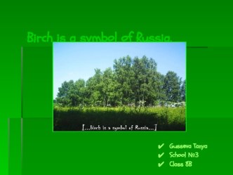 Birch is a symbol of Russia