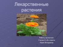 Лекарственные растения 8 класс