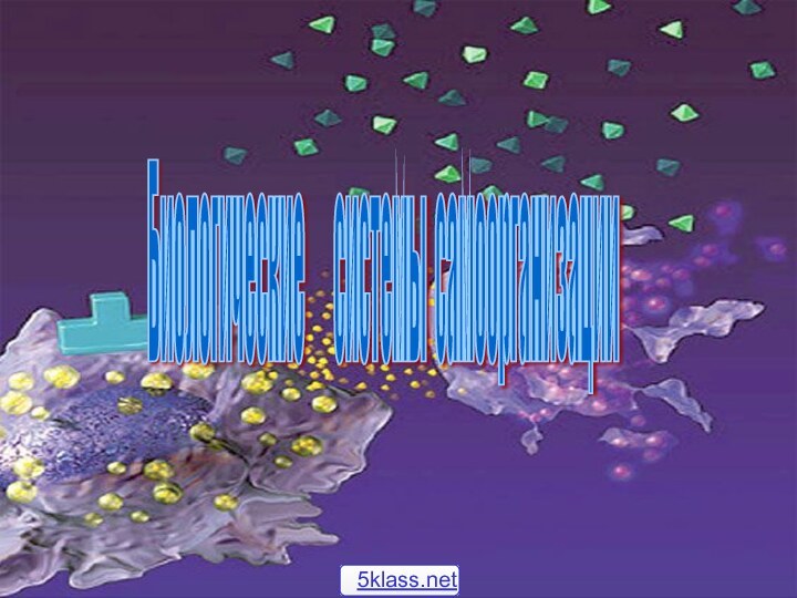 Биологические    системы самоорганизации