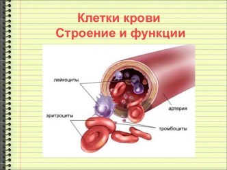 Клетки крови. Строение и функции.