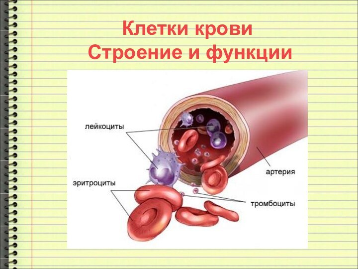 Клетки крови Строение и функции