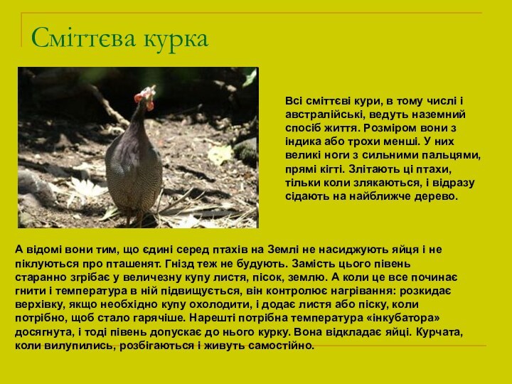 Сміттєва куркаВсі сміттєві кури, в тому числі і австралійські, ведуть наземний спосіб