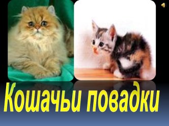 Кошачьи повадки