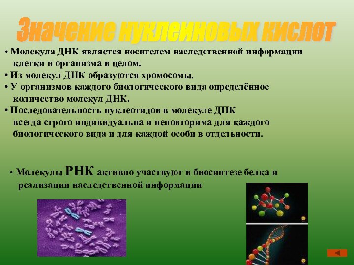 Значение нуклеиновых кислот Молекула ДНК является носителем наследственной информации  клетки и