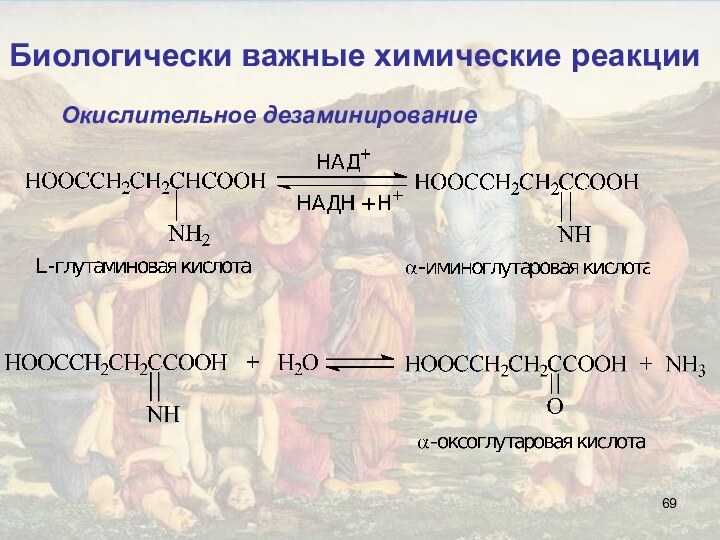 Биологически важные химические реакции Окислительное дезаминирование