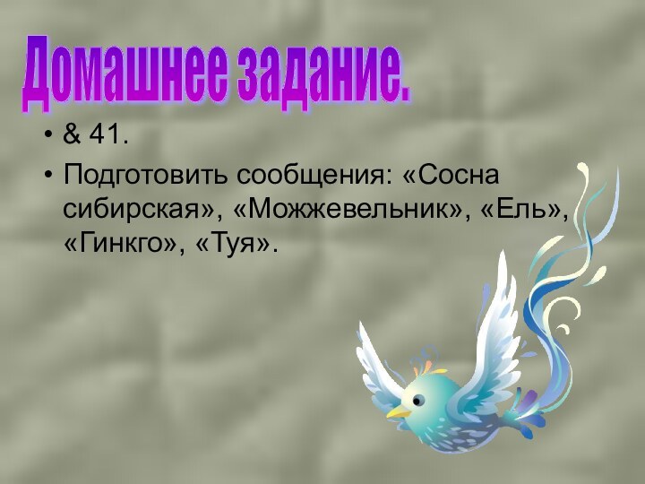 & 41.Подготовить сообщения: «Сосна сибирская», «Можжевельник», «Ель», «Гинкго», «Туя».Домашнее задание.