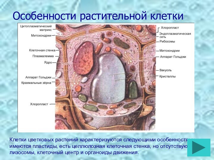 Особенности растительной клеткиКлетки цветковых растений характеризуются следующими особенностями: имеются пластиды, есть целлюлозная