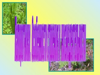Папоротники. Особенности строения и жизнедеятельности.